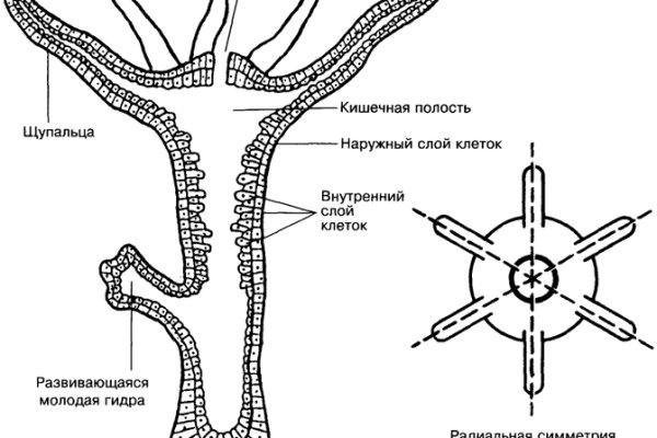 Что продают на сайте кракен